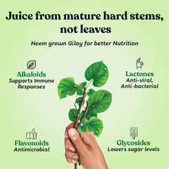 Kapiva Wild Tulsi Giloy Juice 1 Litre Kapiva Wild Tulsi Giloy Juice 1 Litre