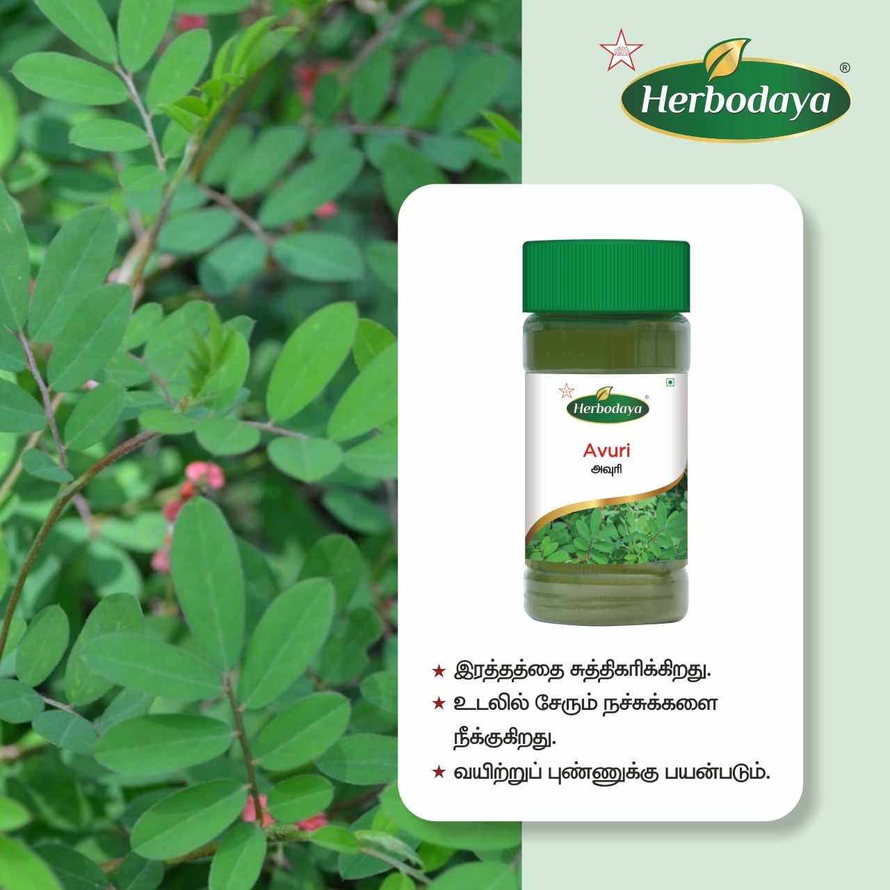 Skm Ayurveda Herbodaya Avuri Ilai Chooranam Powder 50g