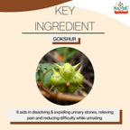 Sandu Ayurvedic Gokshur Kadha Liquid