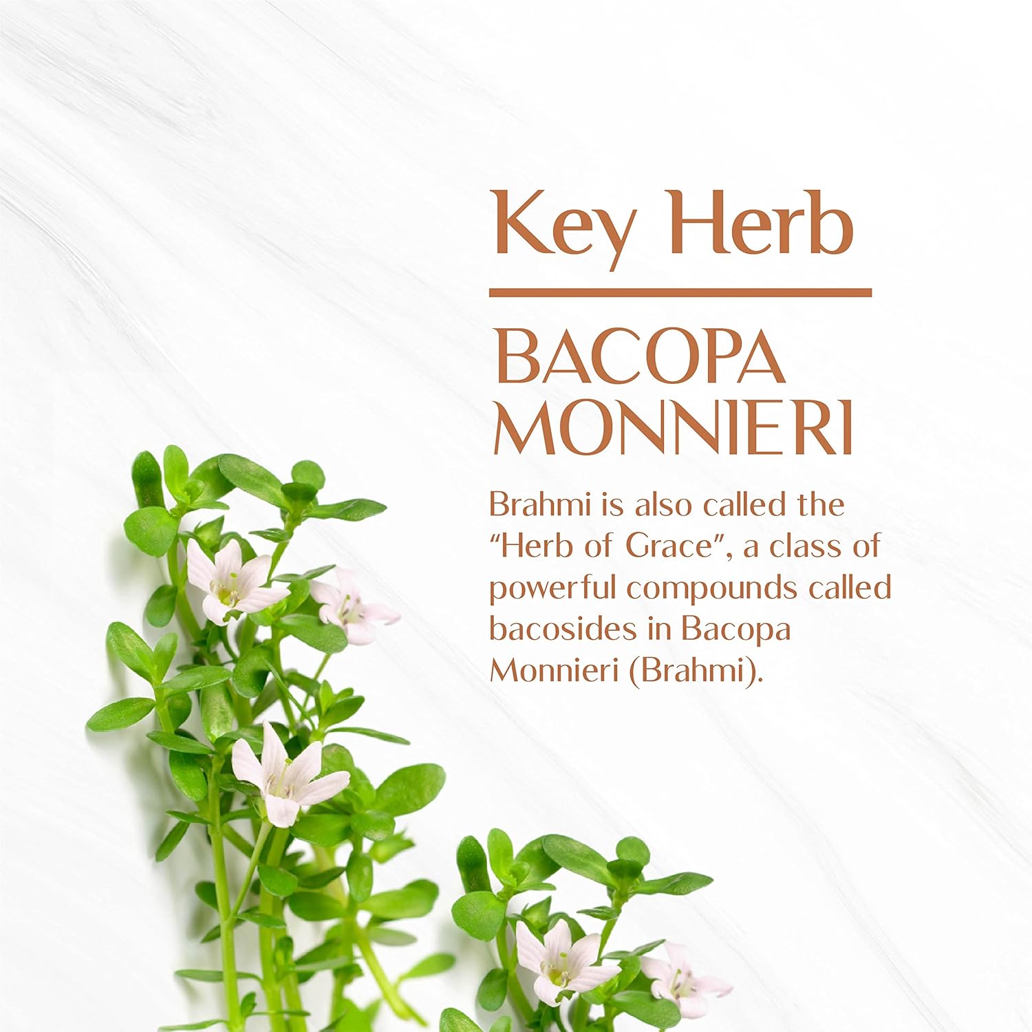 Maharishi Ayurveda Brahmi 60 Tablets